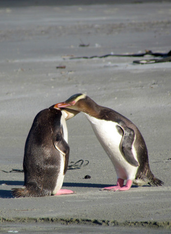 пингвины в Данедине