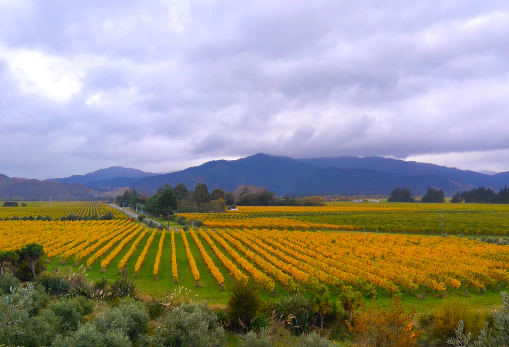 Контрасты Новой Зеландии