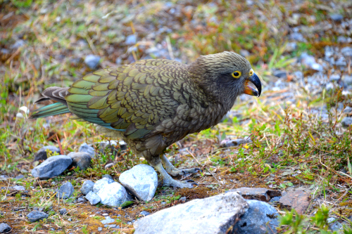 попугай кеа