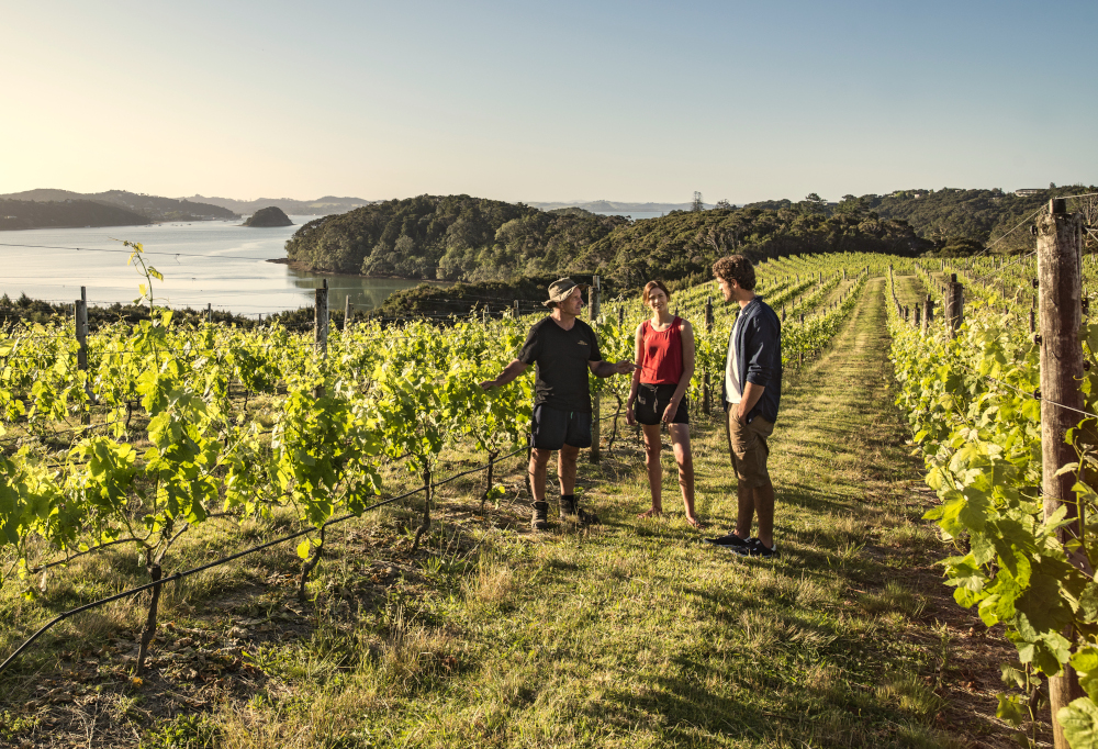 Self-drive в Новой Зеландии